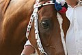 Il barbero dell'Istrice al Palio di Provenzano 2008