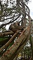 Monkey on the Banyan tree
