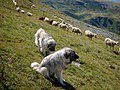 Šar Mountain dogs with a herd at Brinja e Šahit near Lake Peak