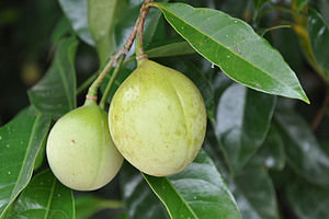 육두구(Myristica fragrans)