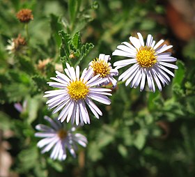 Olearia stuartii