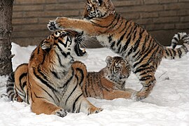 Tiger cubs playing with their mother