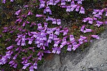 Mat of green leaves upon a rock with numerous lavender tube shaped flowers