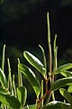 Peperomia wheeleri