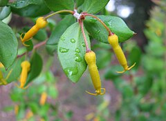 Description de l'image Persoonia myrtilloides.jpg.