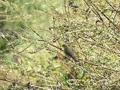 Phylloscopus trochilus