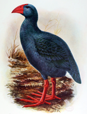 Hypothetical reconstruction of the Réunion swamphen