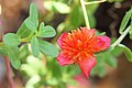 Portulaca flowers