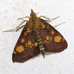 Вогнівка золотиста (Pyrausta aurata)