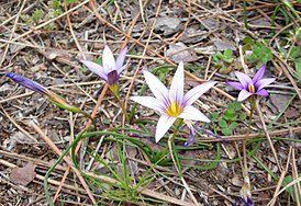 Romulea bulbocodium