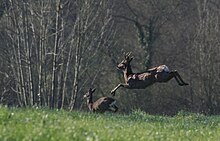 chevreuil en plein saut