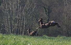 chevreuil en plein saut