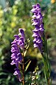 Scutellaria baicalensis