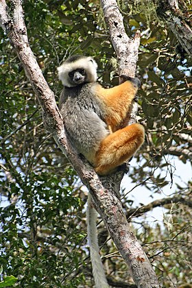 Propithecus diadema