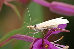 Adult. Side view