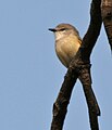 Female P. c. malabaricus in India