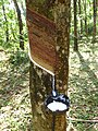 Image 13Latex collecting from a rubber tree (Hevea brasiliensis) (from Tree)