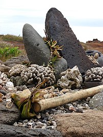 Offerings of stone and bundles of ti leaves (puʻolo) in the Puʻu Moaulanui heiau (temple) in the summit of Kahoʻolawe, Hawaii