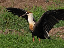 The buff-necked ibis