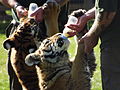 Tigers being hand reared