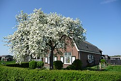 Farm with apple tree in full blossom