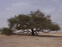 «Дерево життя», акація Prosopis cineraria в центрі країни