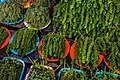 Sea grapes (Caulerpa lentillifera) were originally cultivated in the Philippines. They are usually eaten raw with vinegar, as a snack or in a salad.[40]