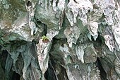 النوازل في نهر بورتو برنسيسا (بالإنجليزية: Stalactites in the Puerto Princesa Underground River)‏