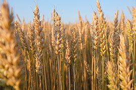 Triticum aestivum, ordre des Poales