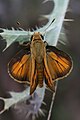 Adult male, dorsal view.