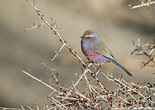 Male bird in tree