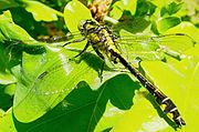 Gomphus vulgatissimus, showing the "clubbed" abdomen characteristic of the family