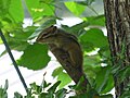 境内にいるエゾシマリス