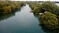 Mangrove dans la baie de Dapeng.