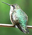 Female Ruby-throated Hummingbird, Gadsden Co., Florida.