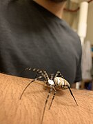 Female Crawling - Cairo, Egypt