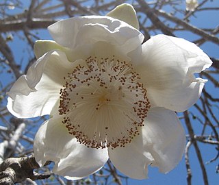 Adansonia digitata