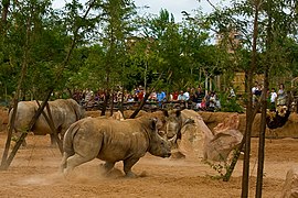 Rhinoceros running.