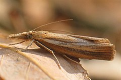 Description de l'image Agriphila_tristella.jpg.