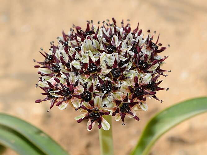 Соцветие лука Рота (Allium rothii)