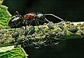 Ant tending aphids