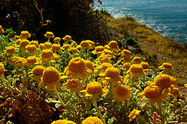 Manzanilla de Escombreras (Anthemis chrysantha).