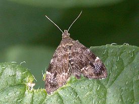 Anthophila fabriciana