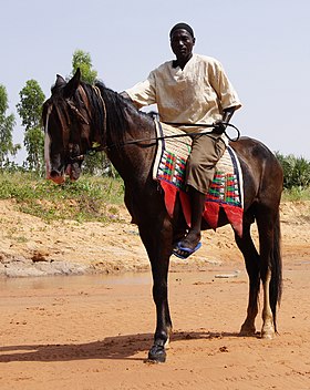 Un Aréwa, souvent considéré comme une variété du Dongola, monté par son propriétaire et éleveur au Niger.