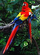 Scarlet macaw, indigenous to the American tropics.