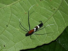 Arsenura drucei (Saturniidae, Arsenuriinae)