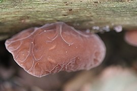 Auricularia auricula-judae, "orelha-de-judas" mostrando nervuras que eventualmente aparem