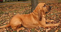 Bloodhound in Poland
