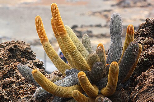 Brachycereus nesioticus in the Galapagos Islands.