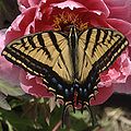 Western Tiger Swallowtail on peony, Agua Fria Nursery, Santa Fe, same purpose